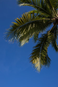 Palm tree with blue sky in Miami Beach
