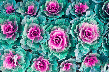 Decorative cabbage with green and purple pink leaves. Top view. Beautiful nature background