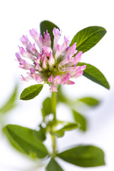 medicinal plant from my garden: Trifolium pratense (red clover) open flowers and leafs isolated on white background