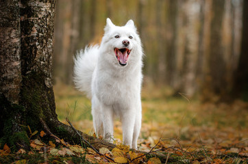 Obraz premium Yakutian Laika dog walk in autumn park lovely portrait