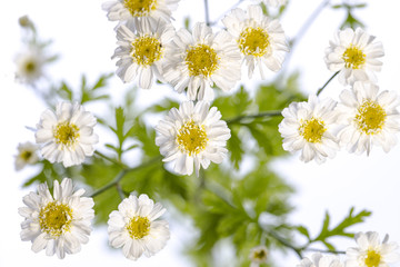 medicinal plant from my garden: Tanacetum parthenium ( feverfew ) flowers and leafs isolated on white background top view