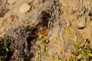 mariposas