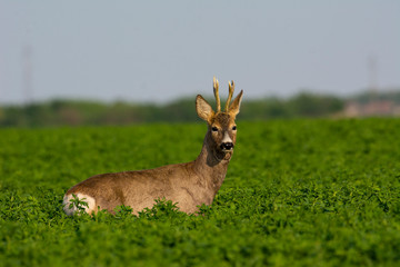 Beautiful deer on green grass