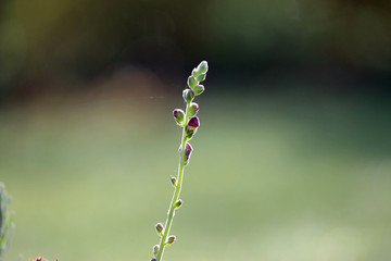 Flower starting to bloom on blurry background