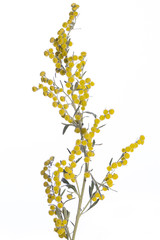 medicinal plant from my garden: Artemisia absinthium ( grand wormwood) yellow flowers isolated on...