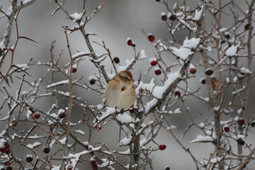 Tree Sparrow