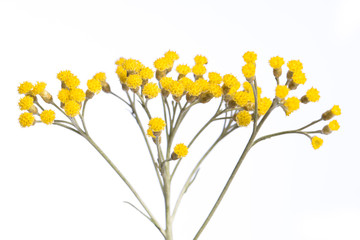 medicinal plant from my garden: Helichrysum italicum ( curry plant ) detail of yellow flowers isolated on white background side view