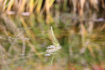 Water plant above the pond surface