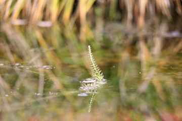 Water plant above the pond surface
