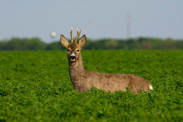 Beautiful deer on green grass