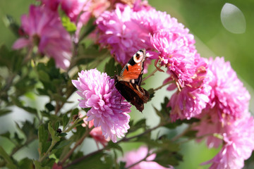 Peacock butterfly at blooming flower