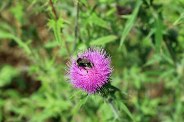Bumblebee at blooming thistle