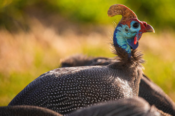 Close up portraiture of a guineafowl in a grass meadow at sunset.