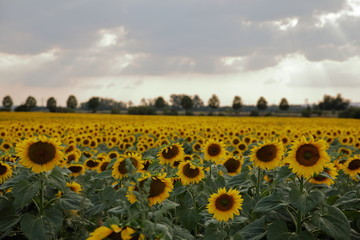 Obraz premium Sonnenblumen