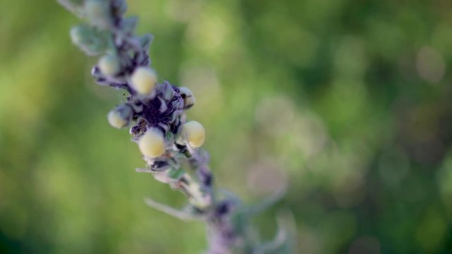 plante avec des pucerons, beau bokeh