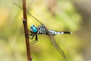 Blue eyes dragonfly