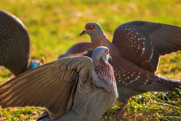 Two Speckled rock pigeons fighting over food and terriroy in a grass meadow at sunset.