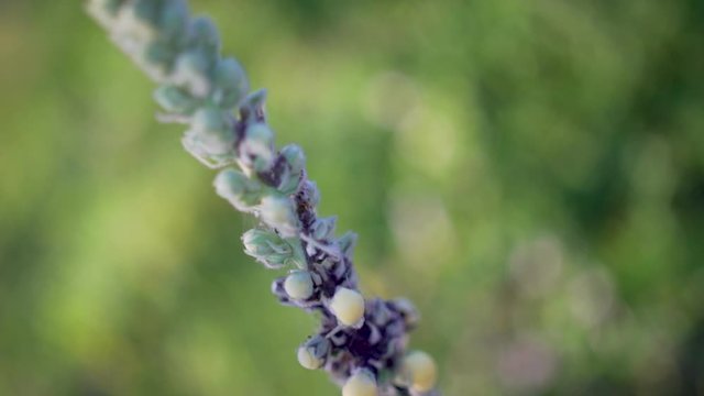 plante avec des pucerons, beau bokeh