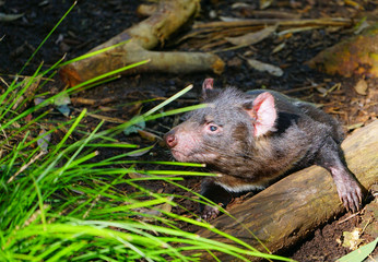 View of a Tasmanian devil (Sarcophilus harrisii), a carnivorous marsupial native to Australia