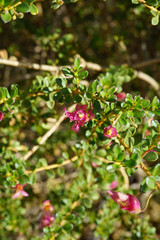 View of a purple eremophila (eremophila purpurascens) flower in Western Australia