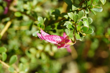 View of a purple eremophila (eremophila purpurascens) flower in Western Australia