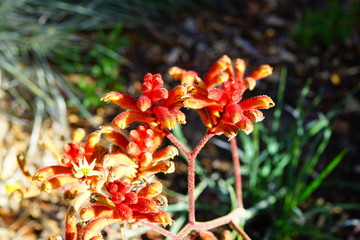 View of a Kings Park Federation Flame red Kangaroo Paw flower (Anigozanthos