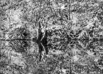 Fototapeta na wymiar reflection in water of tree and limb patterns 