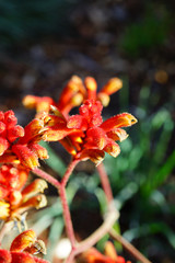 View of a Kings Park Federation Flame red Kangaroo Paw flower (Anigozanthos