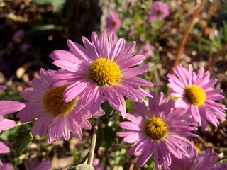 Pink flowers of alpine aster in the garden. Autumn natural background.