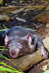 View of a Tasmanian devil (Sarcophilus harrisii), a carnivorous marsupial native to Australia