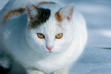 portrait de chat blanc dans la neige