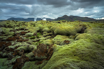 Mossy lava field of Iceland.