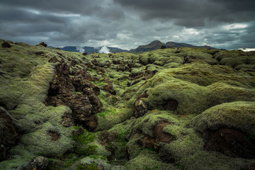 Green moss covered volcanic lava field.