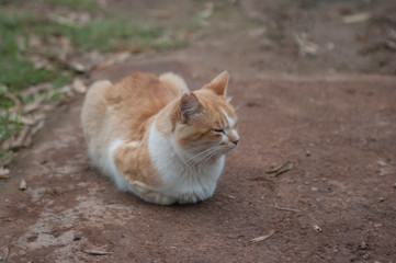 a cat  sitting o, the floor