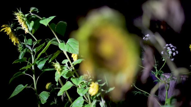 Tournesol dans la nuit, changement de focus, Bokeh