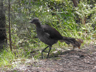 Female Albert's Lyrebird in the Blue Montains of Australia