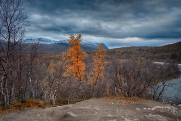 Obraz na płótnie Canvas double trunk birch on the background of the two headed mountain in the Abisko national park in polar Sweden