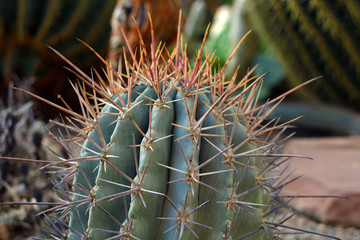 Top of a "Ferocactus Latispinus", a genus of large barrel shaped cacti with large red spines