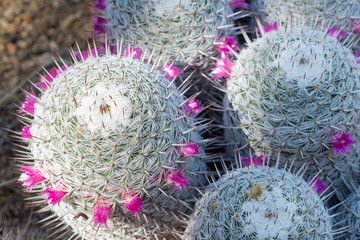 group of cacti with flowers around the rim 