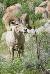 big horn sheep in the desert with really big horns