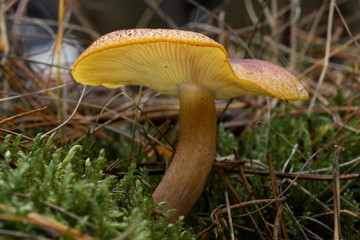 Pilz