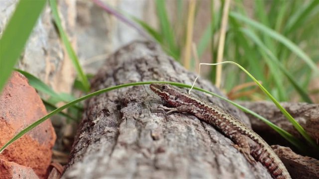 common wall lizard, the animal standing on a trunk