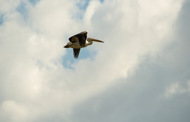 Pelican on a background of blue sky and white clouds