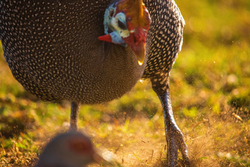 Close up of a guinefowl using its claws to search for food in a grass meadow at sunset.