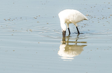 Common Spoonbill looking for food in a shallow pond