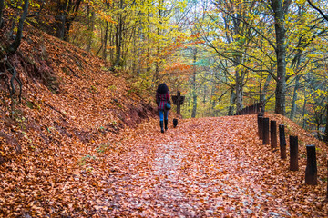 Fototapeta premium Young woman walk on a forest footpath covered with fallen leaves at autumn. Camping place Grza near the Paracin in Serbia.
