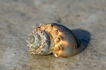 Florida Crown Conch - Melongena corona - on shallow mud flats of Fort De Soto Park, Florida.