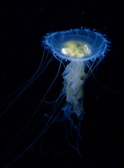 jellyfish on black background