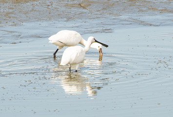 Two Common Spoonbill looking for food in a shallow pond.
