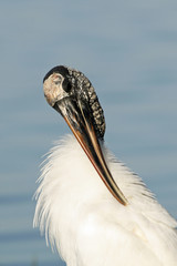 Wood Stork - Mycteria americana - wading in shallow water in Fort De Soto Park, Florida.